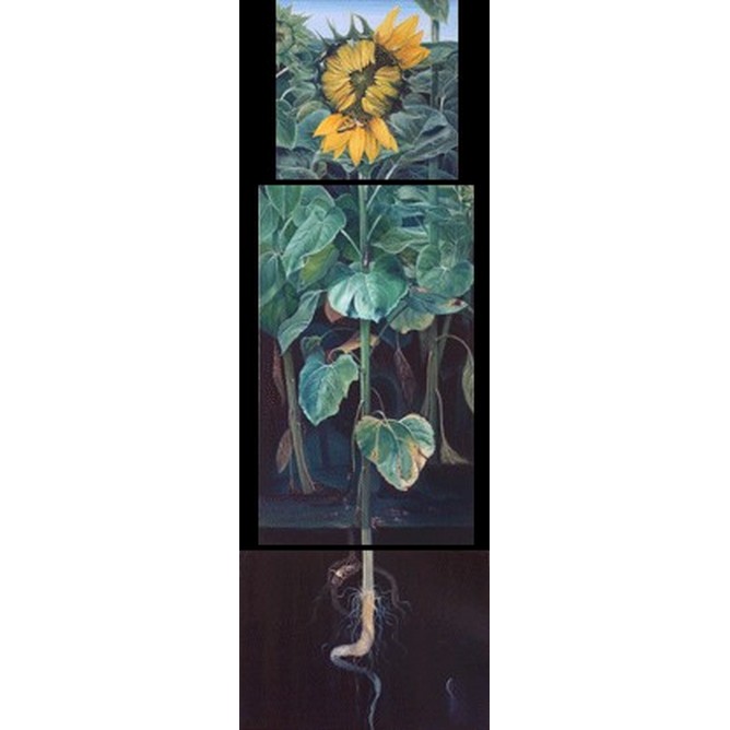 Helianthus Annuus